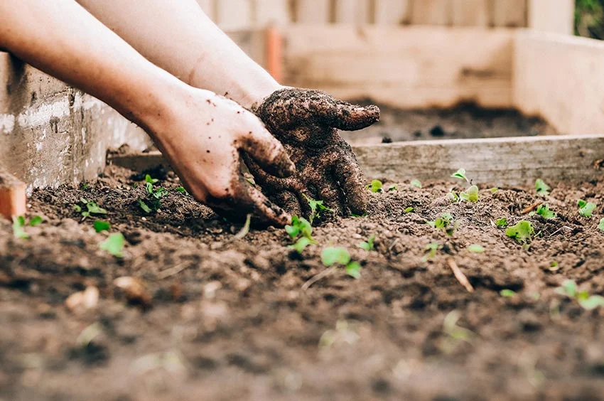 Quelles sont les étapes pour préparer son potager bio ?