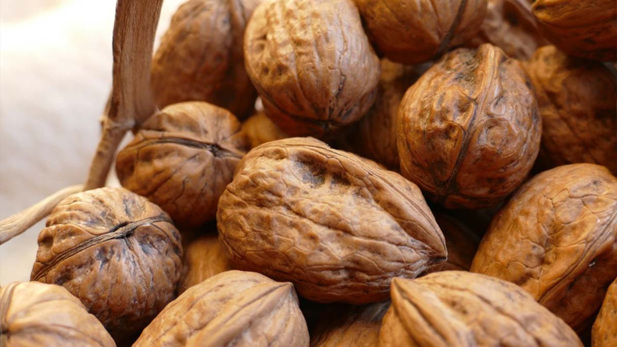 Cerneaux de noix : utilisations et bienfaits nutritionnels